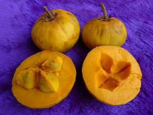 Tropical Fruits: Ross Sapote, Canistel Seedling