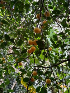 Tropical Fruits: 4x Kei Apple Seedlings