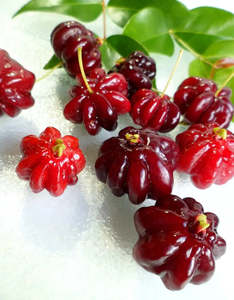 Surinam Cherry 'Giant Red' Seedling