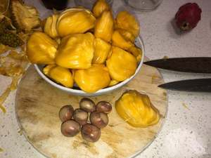Tropical Fruits: Jackfruit 'Black Gold' Seedling (Medium)