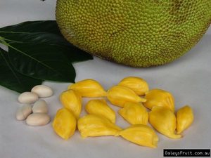 Tropical Fruits: Jackfruit 'Kyogle Gold' Seedling