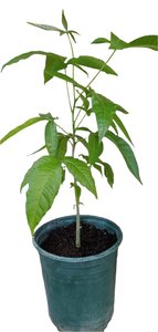 Tropical Fruits: Casimiroa 'Luke'