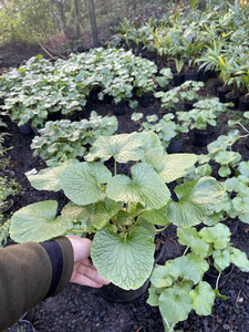 Latest Offers: Japanese Wasabi