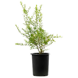 Latest Offers: Pomegranate 'Wonderful'