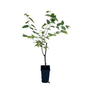 Latest Offers: Japanese Raisin Tree