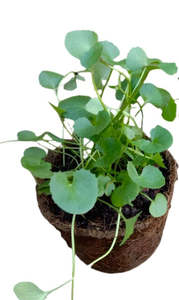 Latest Offers: Gotu Kola