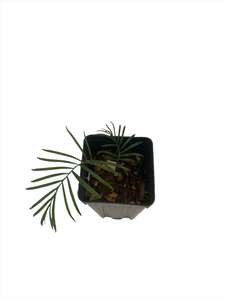 Macrozamia mountperriensis