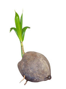 Coconut Palms: Cocos nucifera | Newly Sprouted Coconut
