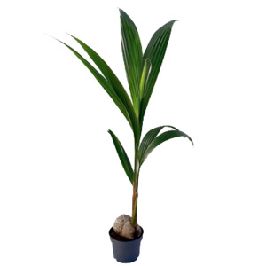 Coconut Palms: Cocos nucifera | Coconut Palm 3.5ltr