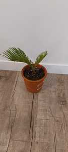 Cycads: Cycas revoluta - Small (Clay pot included)