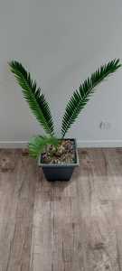 Encephalartos natalensis