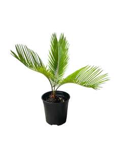 Cycads: King Sago | Cycas revoluta 2.5ltr