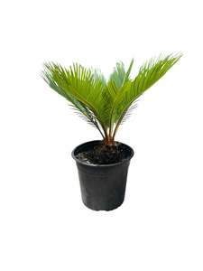 Cycads: King Sago | Cycas revoluta 4.7ltr