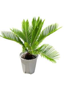 Cycads: King Sago | Cycas revoluta 12ltr