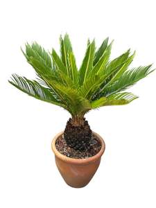 Cycads: King Sago | Cycas revoluta in Terracota Pot 10ltr