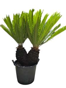 Cycads: King Sago | Cycas revoluta Twin Heads 30ltr