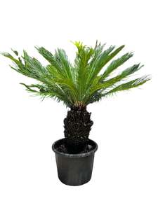 Cycads: King Sago | Cycas revoluta 30ltr