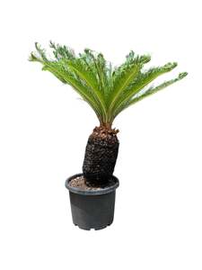 King Sago | Cycas revoluta 30ltr