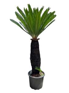 King Sago | Cycas revoluta 50ltr