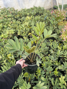 Cycads: Cardboard Plant | Zamia furfuracea 3.3ltr