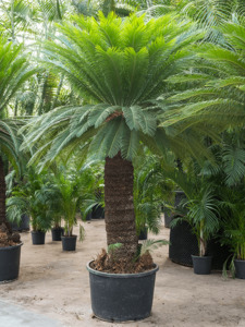Cycads: King Sago | Cycas revoluta 16ltr