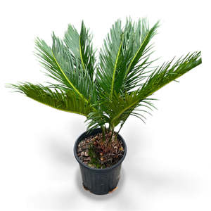 King Sago | Cycas revoluta 5ltr