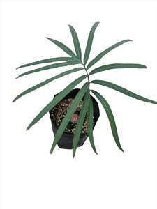 Cycads: Seemann's Sago