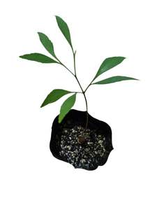 Cycads: Bowenia spectabilis (Tinaroo Fern)