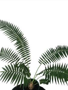 Cycads: Giant Dioon