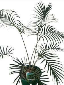 Scaly Zamia