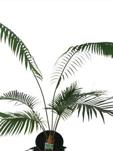 Cycas thouarsii