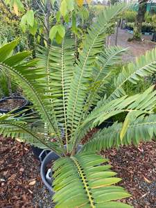 Cycads: Encephalartos concinnus