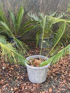 Cycads: Cycas panzhihuaensis