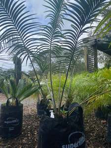 Cycads: Lepidozamia peroffskyana (Scaly Zamia)