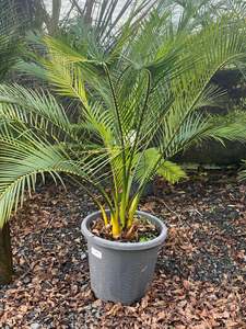 Macrozamia johnsonii