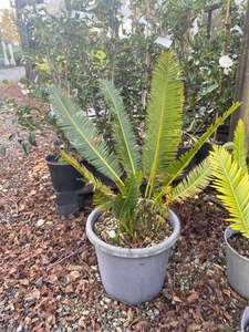 Dioon edule 'Rio Verde'