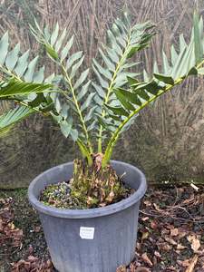 Cycads: Encephalartos ferox