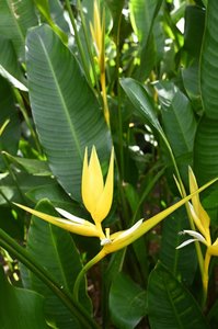Heliconia tortuosa 'Yellow Twister'