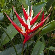 Heliconia angusta 'Red Christmas'