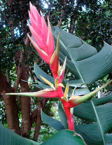 Heliconia spissa