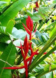Heliconia schiedeana