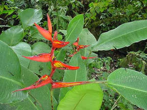Heliconia tortuosa 'Orange Twister'