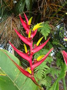 Heliconia: Heliconia subulata