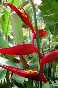 Heliconia tortuosa 'Red Twister'