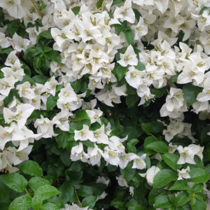Bougainvillea: Bougainvillea 'White Cascade'