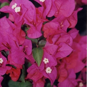 Bougainvillea Bambino™ 'Jazzi'