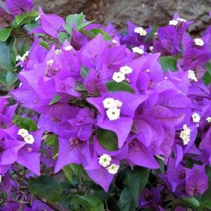 Bougainvillea 'Little Guy'