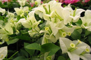 Bougainvillea Red Dragon™ 'Quite White'