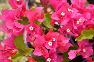 Bougainvillea: Bougainvillea 'Killie Campbell'