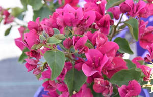 Bougainvillea Red Dragon™ 'Plum Crazy'